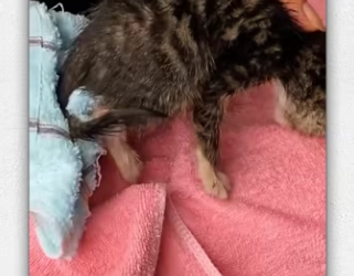 Rescue baby cat _part2