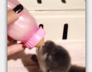 Rescue baby otter _part2