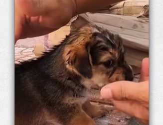 Rescue dog abandoned on side of road no reason_part2