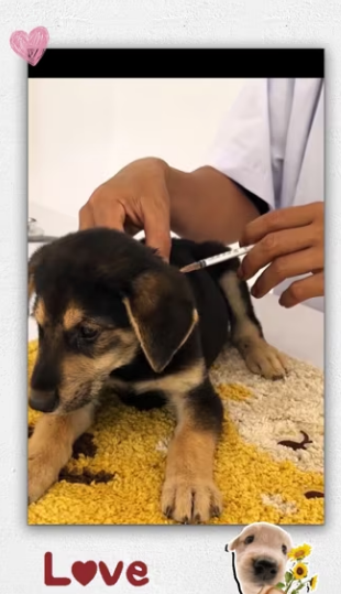 Rescue dog on road._part2