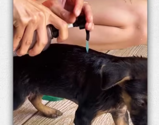 Rescue dog on road_part2