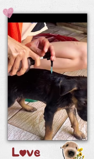 Rescue dog on road_part2