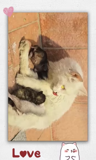 Rescue family cat _part2