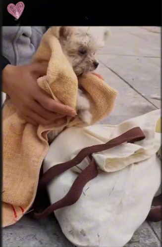 Rescue puppy on road.._part2