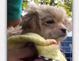 Rescue puppy on road._part2