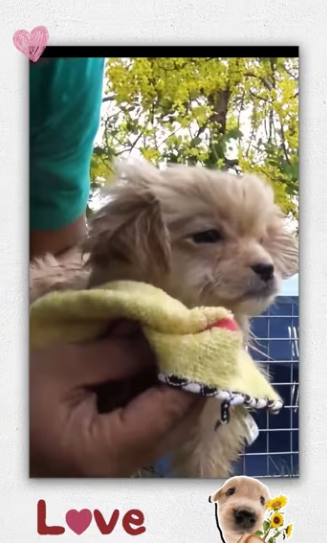 Rescue puppy on road._part2