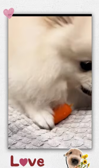 Rescue puppy on road_part2