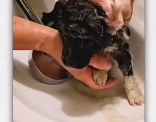 Girl rescue dog then_part2