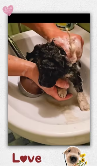 Girl rescue dog then_part2