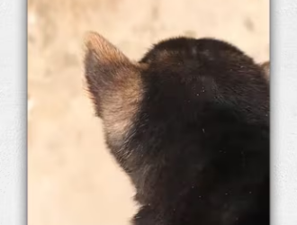 Rescue baby dog on road_part2