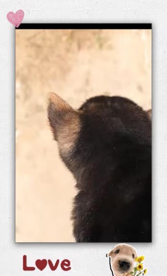 Rescue baby dog on road_part2