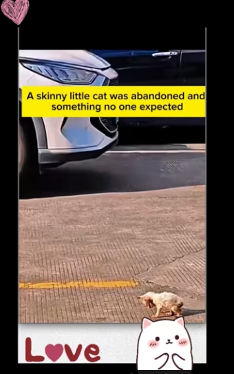 Rescue kitten._part2