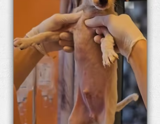 Rescue dog on highway _part2