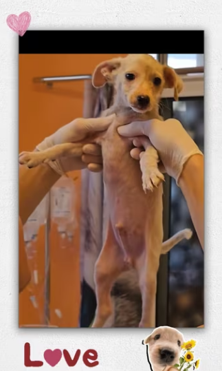 Rescue dog on highway _part2