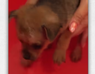 Rescued an orphan dog was dying of hunger thirst.._part2