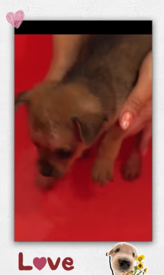 Rescued an orphan dog was dying of hunger thirst.._part2