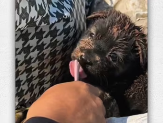 Baby dog always considers landfill his home…_part2