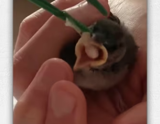 Cat brought home an orphaned bird wanted…_part2