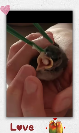 Cat brought home an orphaned bird wanted…_part2