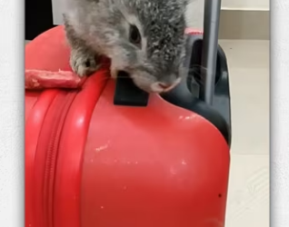 Cat found rabbit had strayed into backyard garden_part2