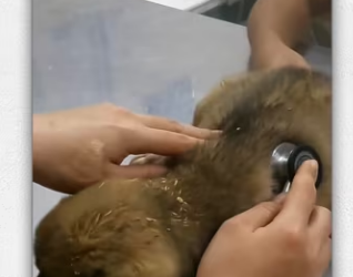 Found lost dog lying in landfill then_part2