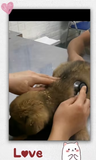 Found lost dog lying in landfill then_part2