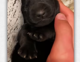 Found newborn dog thrown into trash no reason _part2