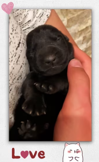 Found newborn dog thrown into trash no reason _part2