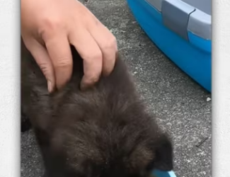 Kind girl rescues dog thrown away in sack then…._part2