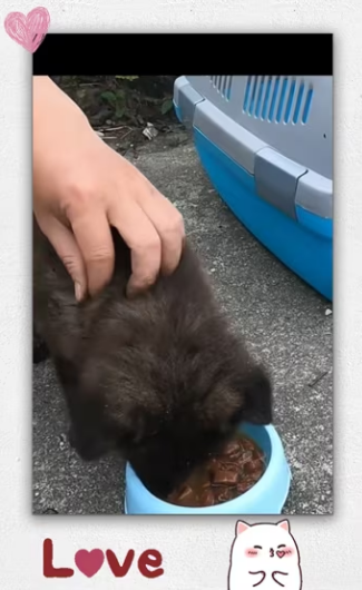 Kind girl rescues dog thrown away in sack then…._part2