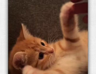 Rescue poor kitten._part2