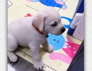 Kind man adopted an abandoned dog on side of road_part2