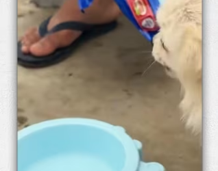 Kind man rescues dog landfill_part2