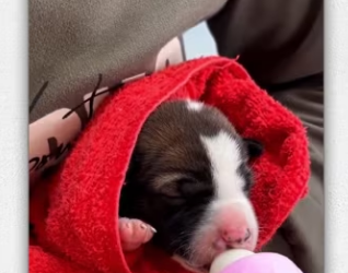 Man revives baby dog abandoned in landfill_part2