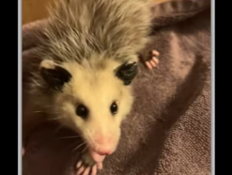 My daughter took me to rescue an animal_part2