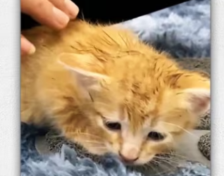 Oh my god, how did cat get stuck in there_part2