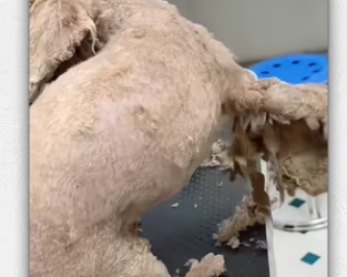 Recuse poor abandoned puppy long dirty hair will_part2