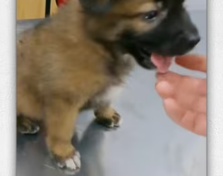 Rescue an orphan puppy wandering everywhere on…_part2