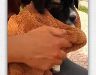 Rescue baby dog on road_part2