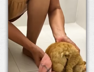 Rescue poor exhausted kitten crawling everywhere.._part2