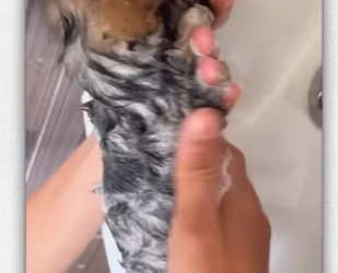 Rescue poor puppy. _part2