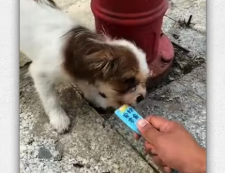 Rescue puppy on road_part2