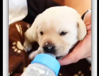 Rescue puppy abused abandoned by their mother_part2