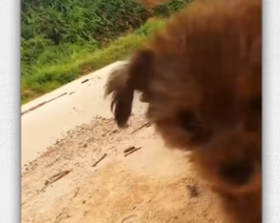 Rescue puppy on road……._part2