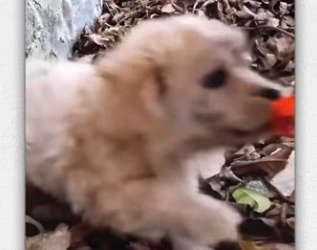 Rescue puppy on road_part2