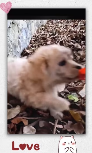 Rescue puppy on road_part2