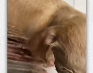 Rescue puppy on street _part2