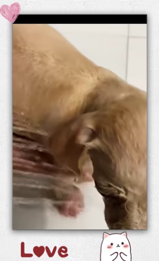 Rescue puppy on street _part2