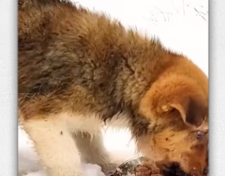 Rescue stray baby dog in snow storm _part2