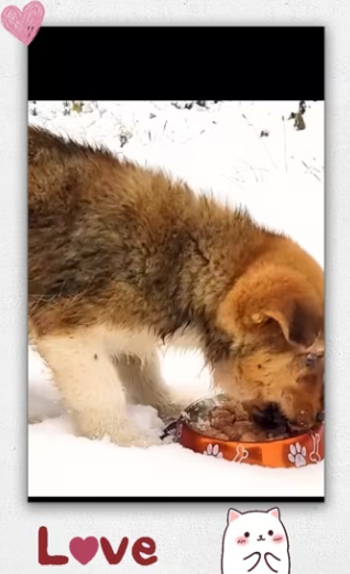 Rescue stray baby dog in snow storm _part2